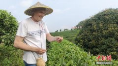 英国澳大利亚游客广西阳朔采茶 感受东方“一叶知春”